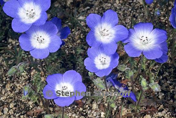 nemophila menziesii var menziesii 7 graphic